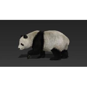 3D Giant Panda (Fur) Rigged